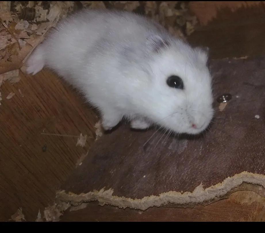 最可爱的宠物有什么仓鼠,仓鼠是最可爱的宠物吗