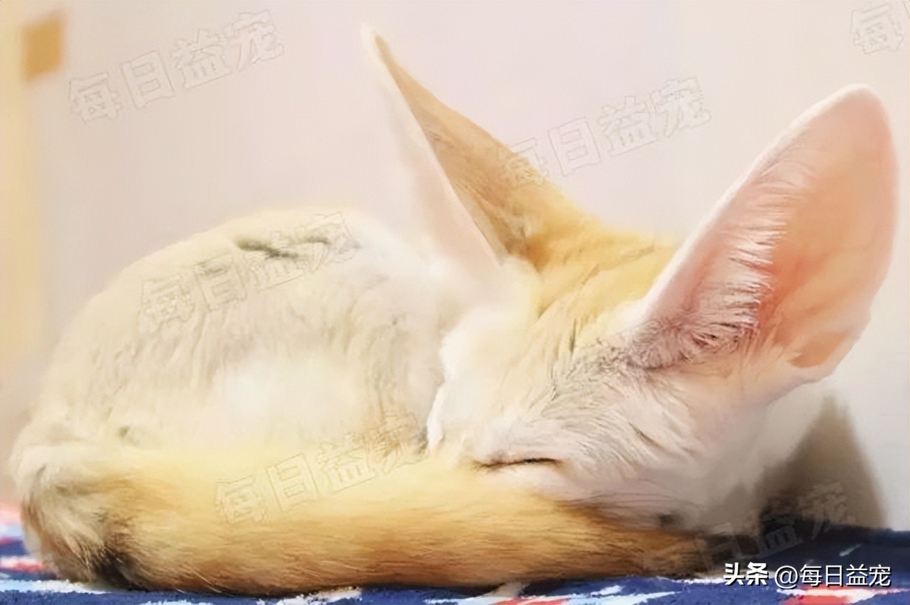 花500元从网上买的猫,6000元的纯种布偶猫