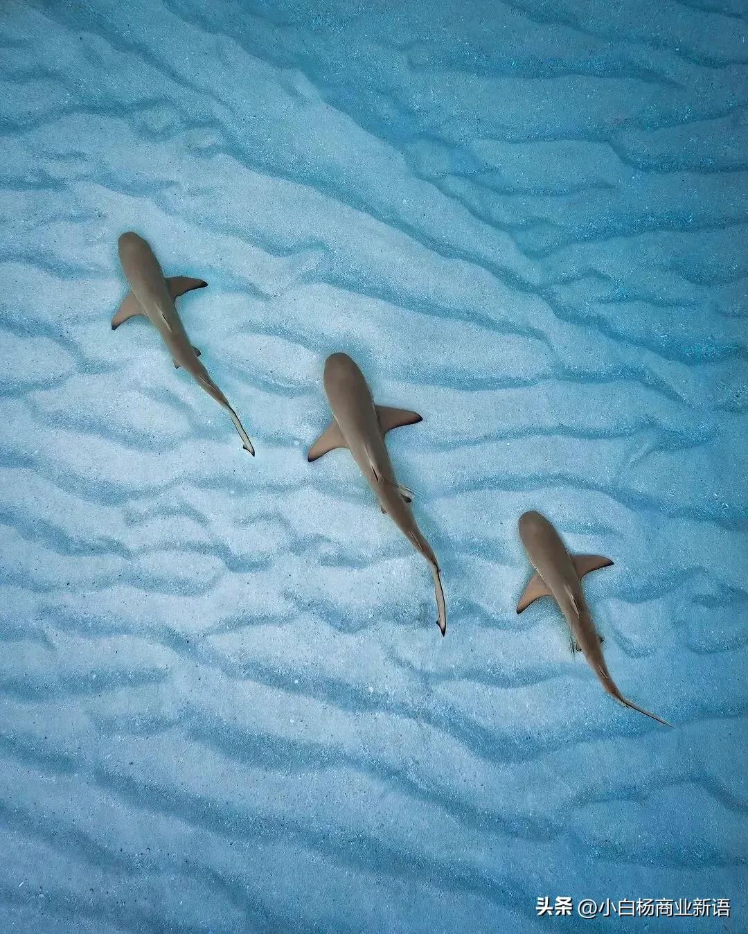 私域营销的思路和方法,私域营销成功案例分享会