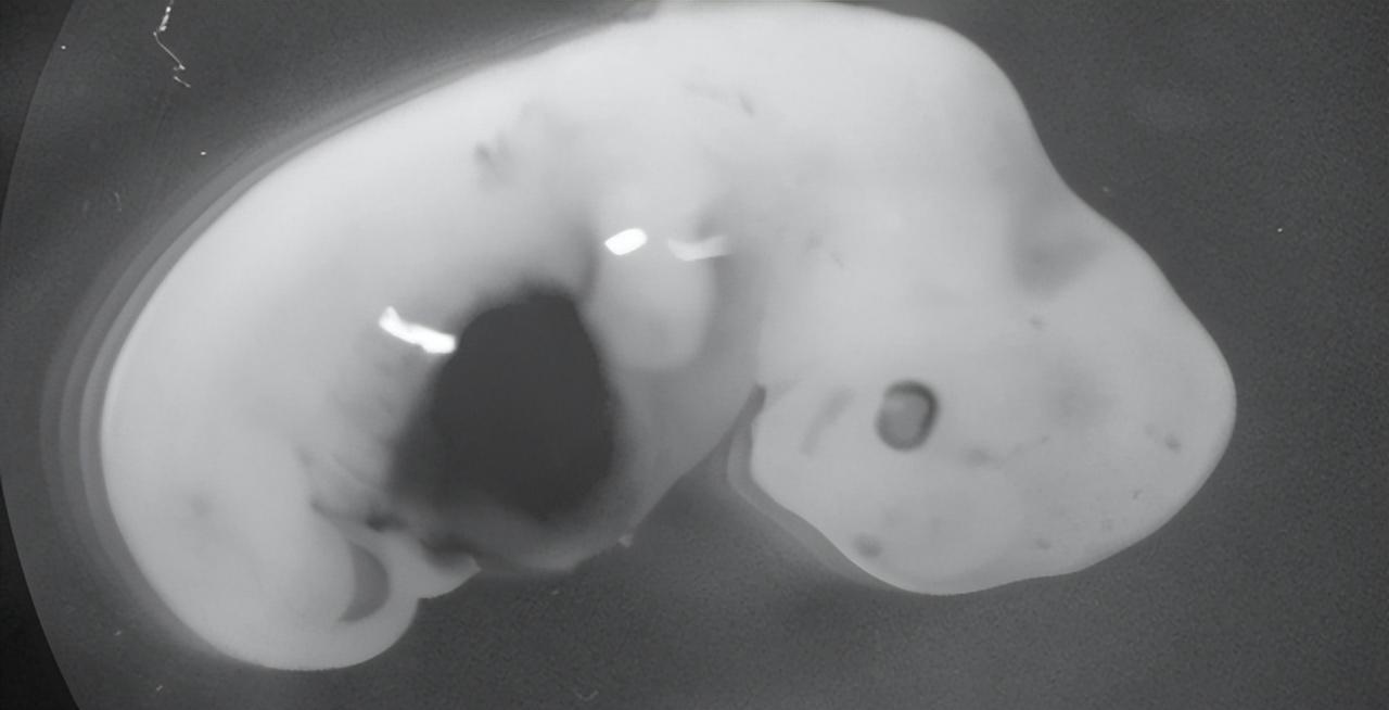 人兽真能杂交？日本批准“人兽杂交嵌合体试验”，福音还是灾难？