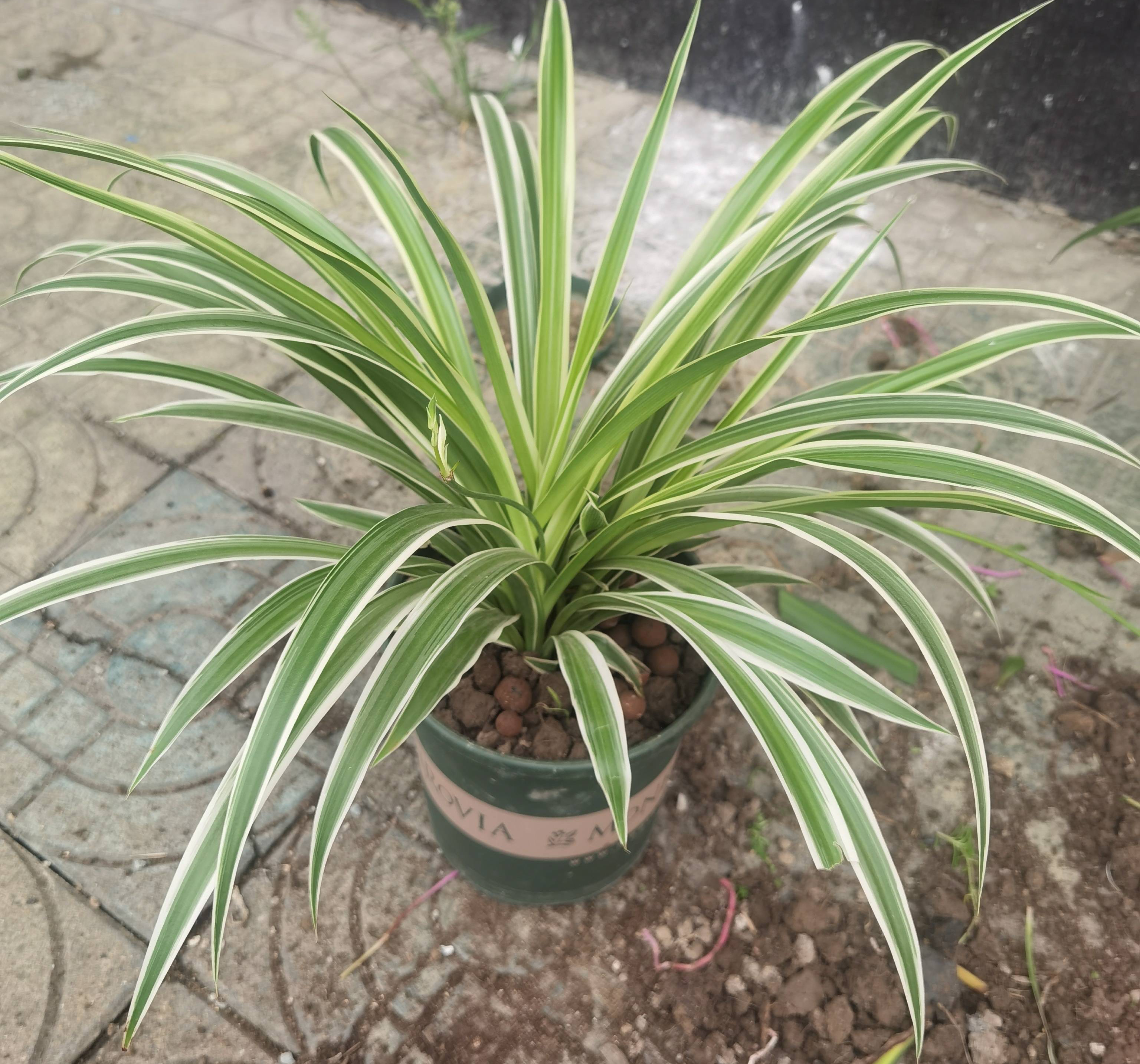 养好吊兰的方法,养好水培吊兰的关键几点