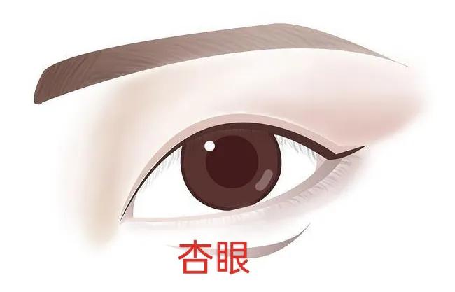 男人常见的眼型测试,常见好看的眼型