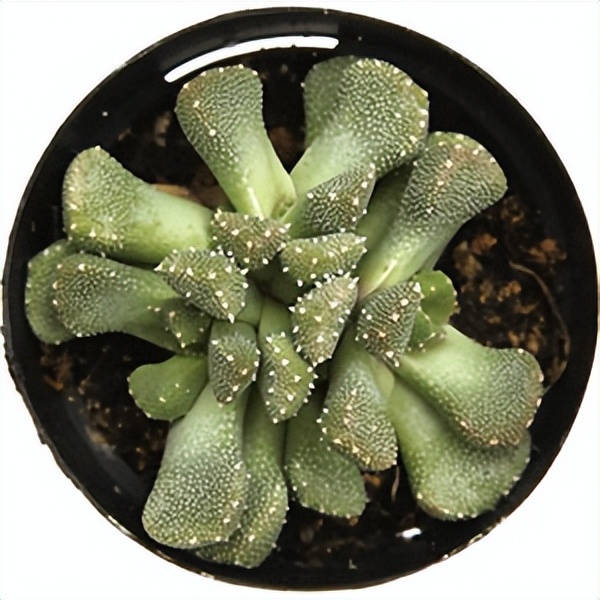 102个大类近500个多肉植物图片，都极其美丽，建议在家中也养一盆