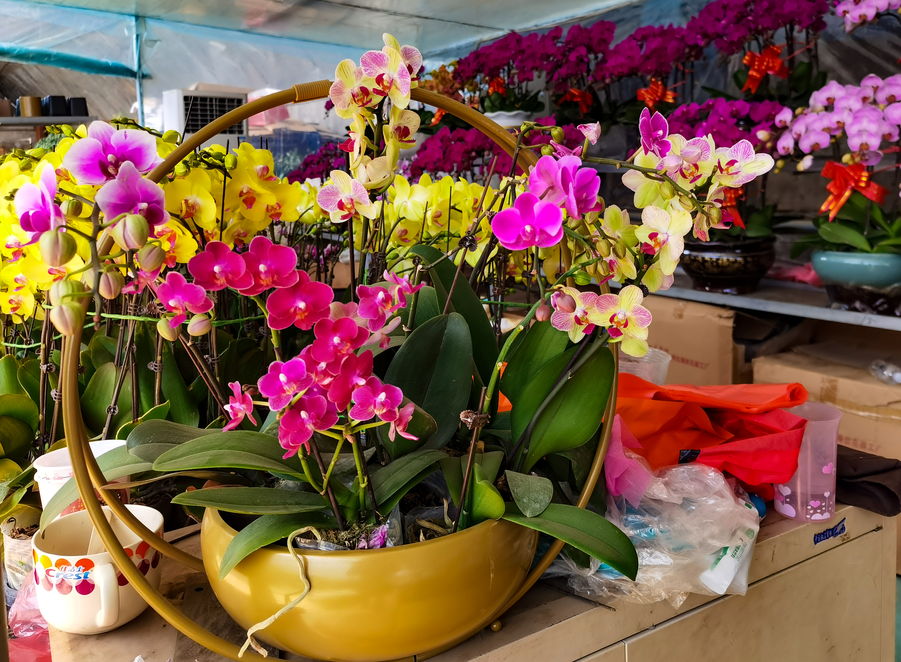 沈阳南井花卉市场,沈阳市南井花卉市场地址