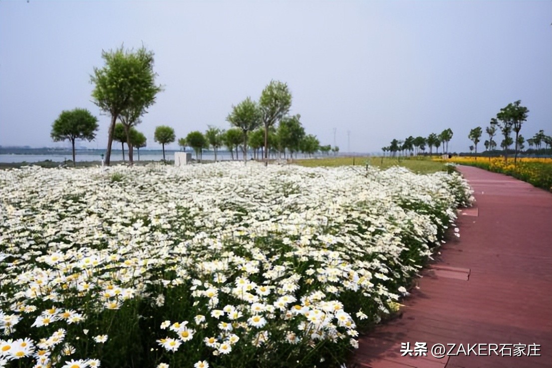 石家庄早新闻,早新闻完整内容