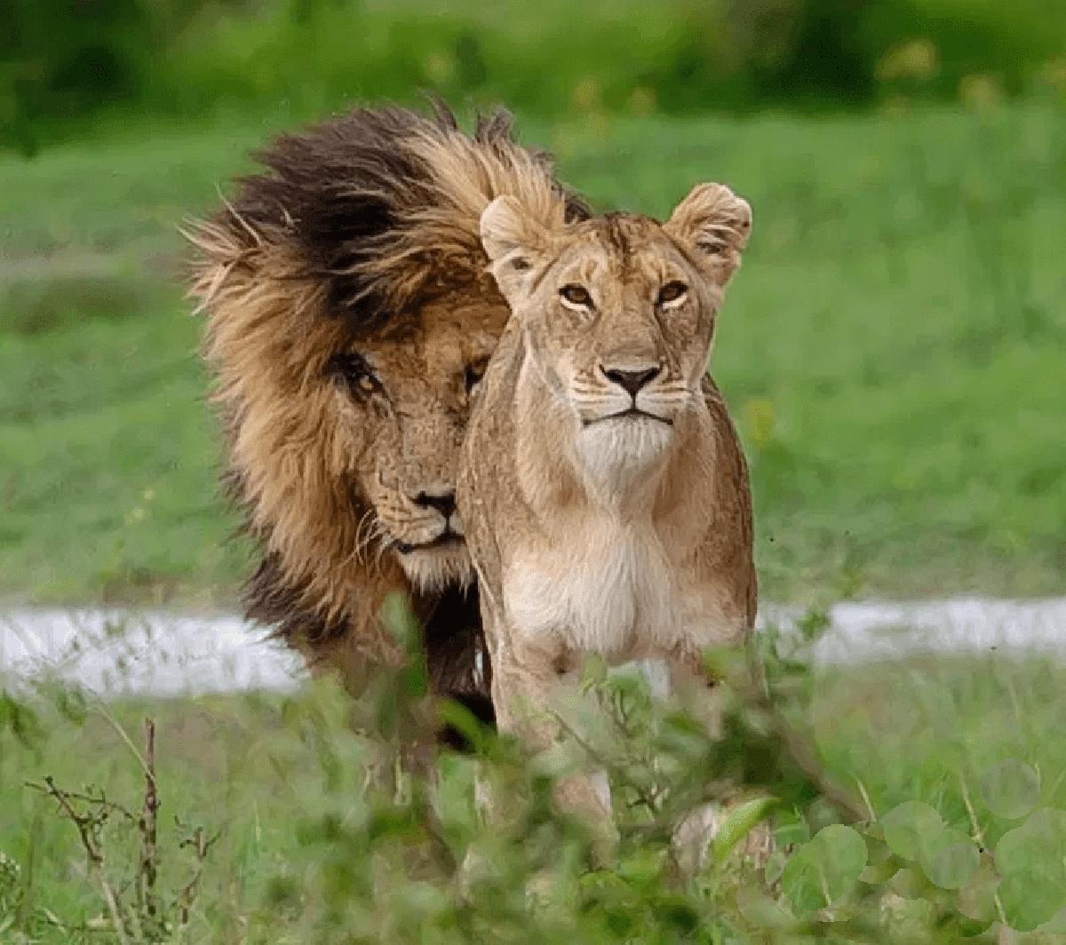 狮王刀疤被谁击败,狮王刀疤狮群称王达9年