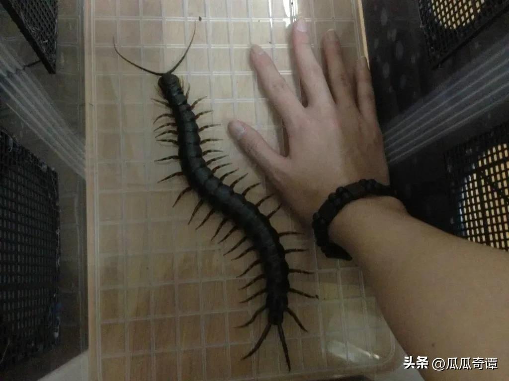 武汉惊现入侵巨人蜈蚣物种,海关查获活体巨人蜈蚣怎么处理的