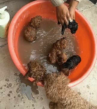 家养的小泰迪需要驱虫吗,家养泰迪攻略