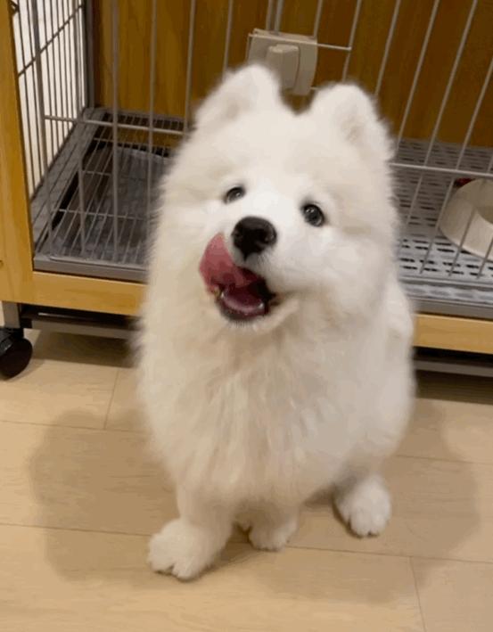 养狗多年才明白，母狗把狗崽“叼给”你，并非因为信任你