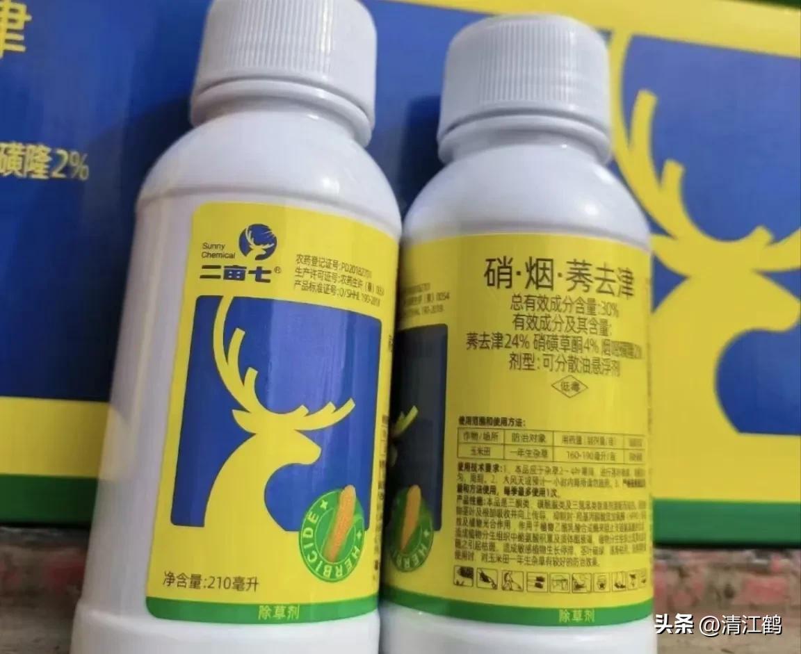 玉米除草剂药害最佳补救方法,玉米24d丁酯除草药害图片