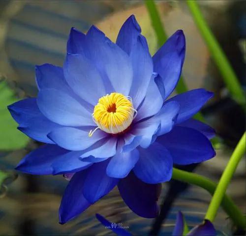 国色天香秀色可餐的美女 (秀色可餐与国色天香)