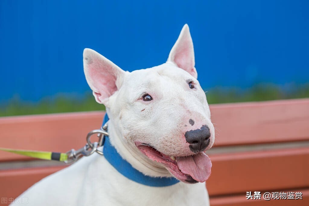 狗的毛色是什么样子的,狗的不同毛色是什么