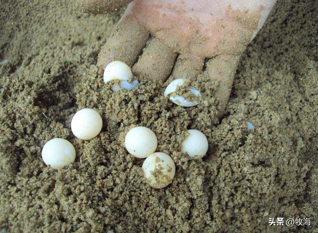 三亩池塘养中华鳖产值多少,养鳖如何发家致富