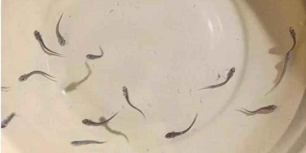 中华鲟为什么放生长江,放生中华鲟现状