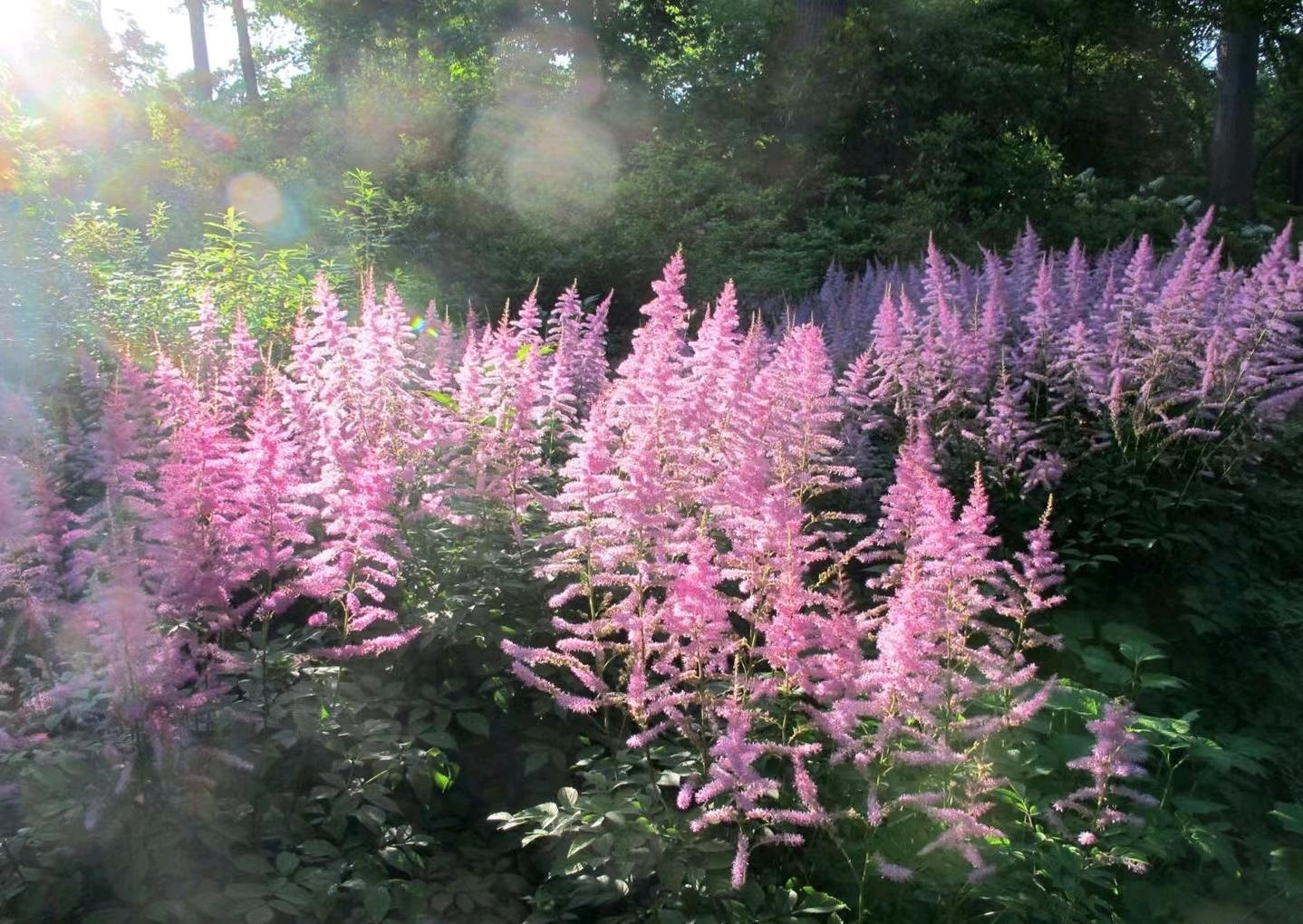 落新妇花卉开花好看吗,容易养殖的素雅花卉图片及名称
