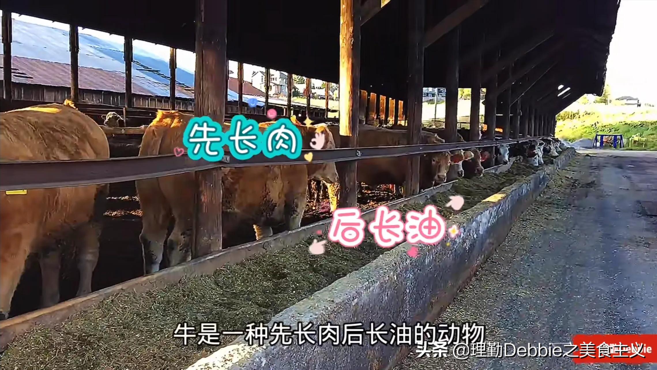 回民清炖牛肉的最正宗炖法,回民煮牛肉的正确方法与配料