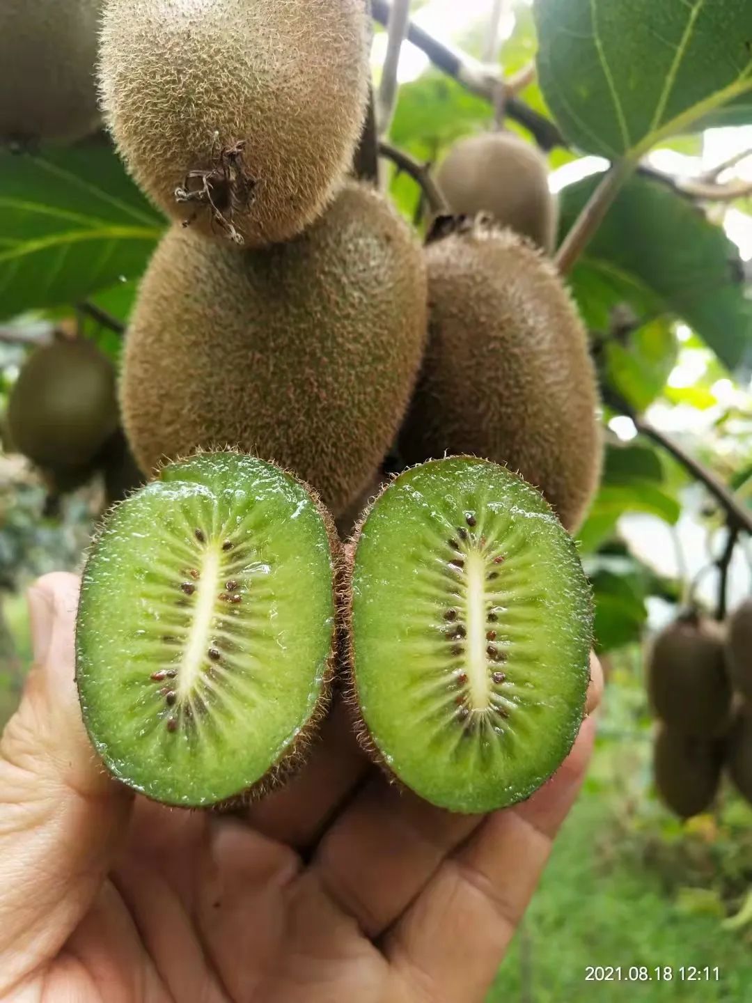 五峰：【乡村振兴】“猕”生情缘，家门口的致富经！