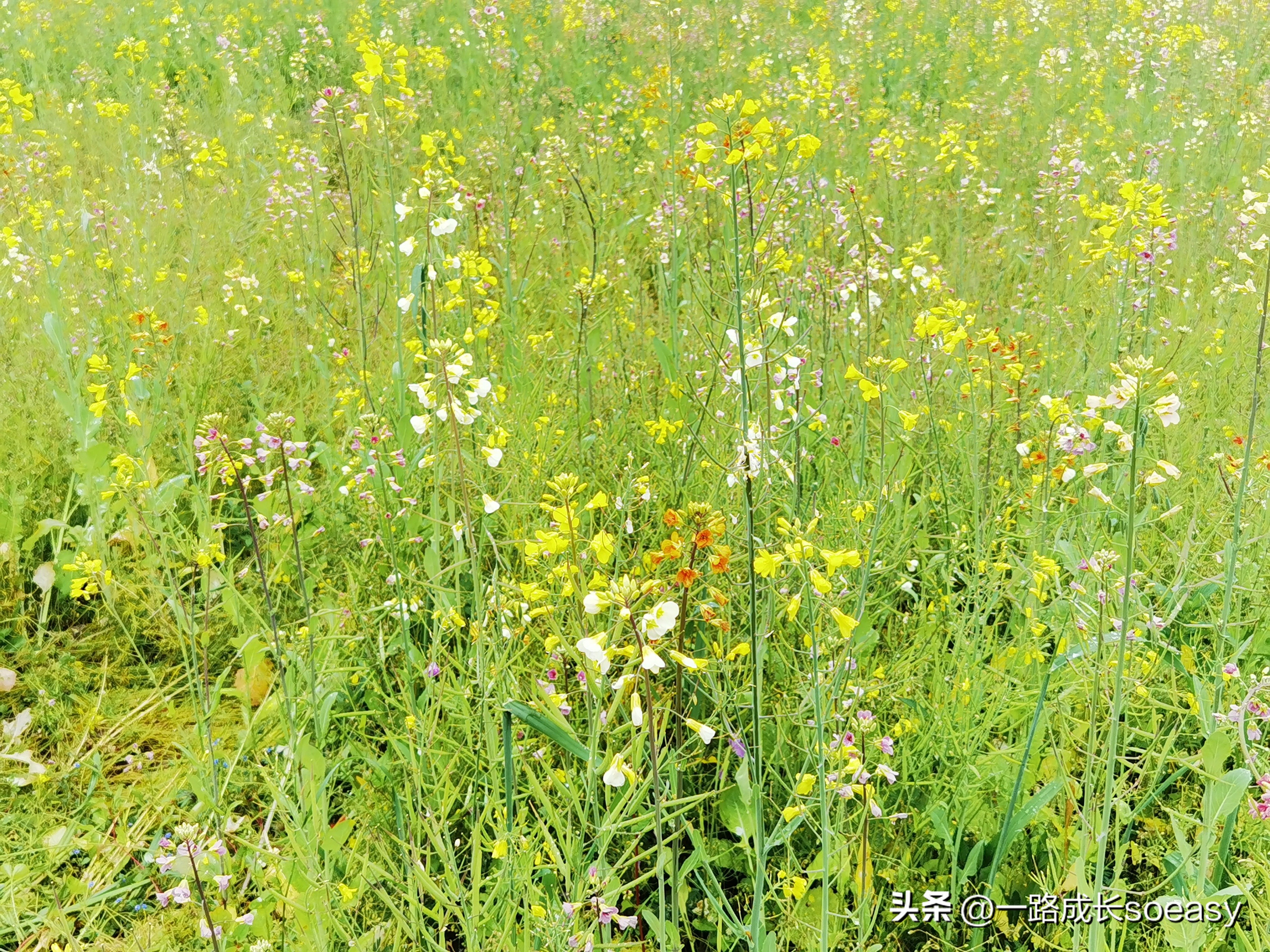 川西阿坝甘孜自驾游最佳线路图,甘孜阿坝三日游路线推荐