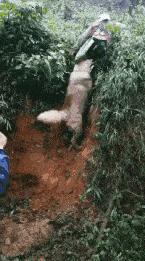 新手为什么不养鳄龟,养了一年的鳄龟怎么一点都不凶