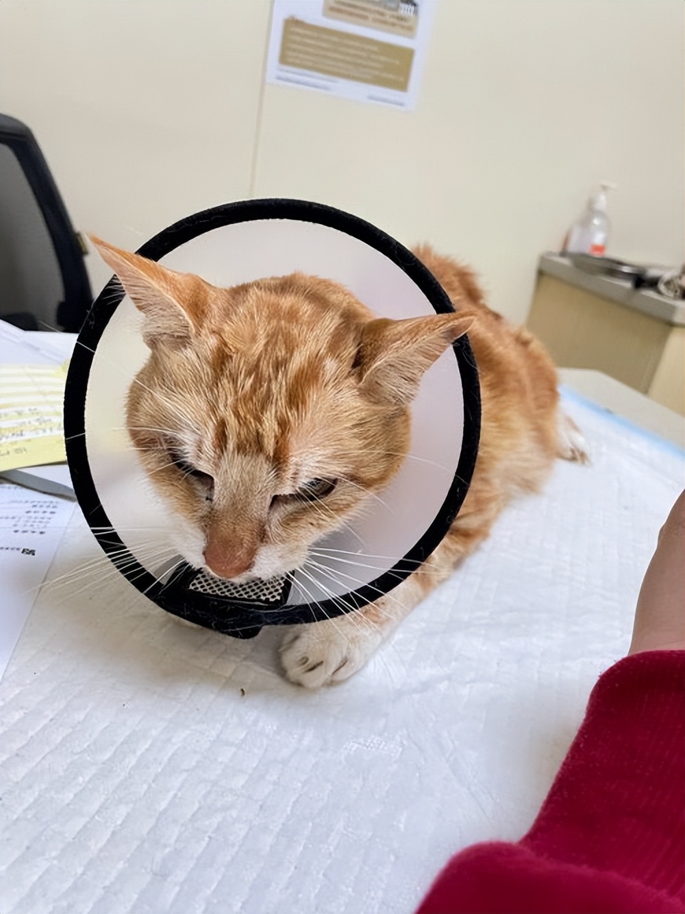 猫瘦怎么治,猫皮包骨