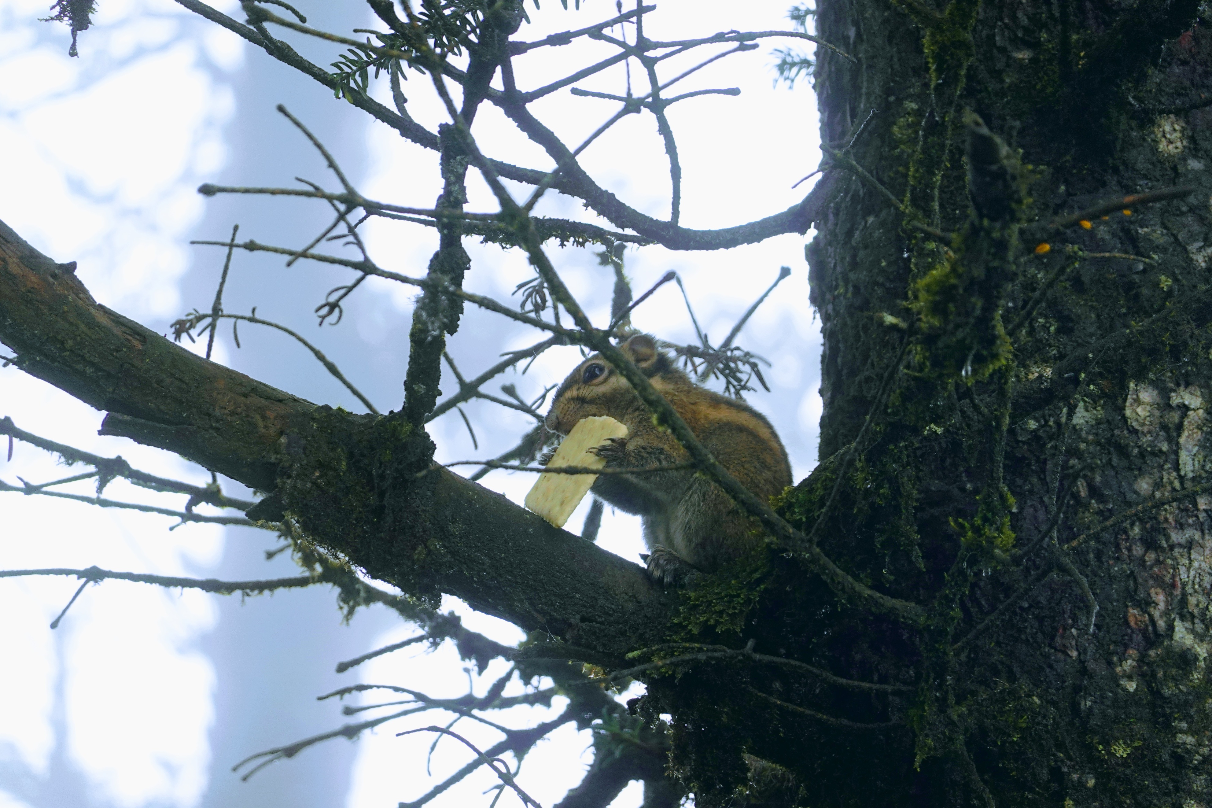 成都大邑徒步旅游攻略,大邑西岭雪山后山门票
