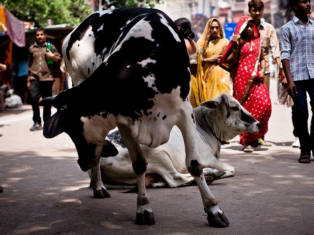 印度牛粪饼网上热销一度卖到断货,印度的牛粪饼是干什么用的