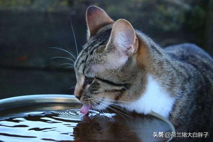 为什么猫咪不爱喝水？怎样让猫咪多喝水