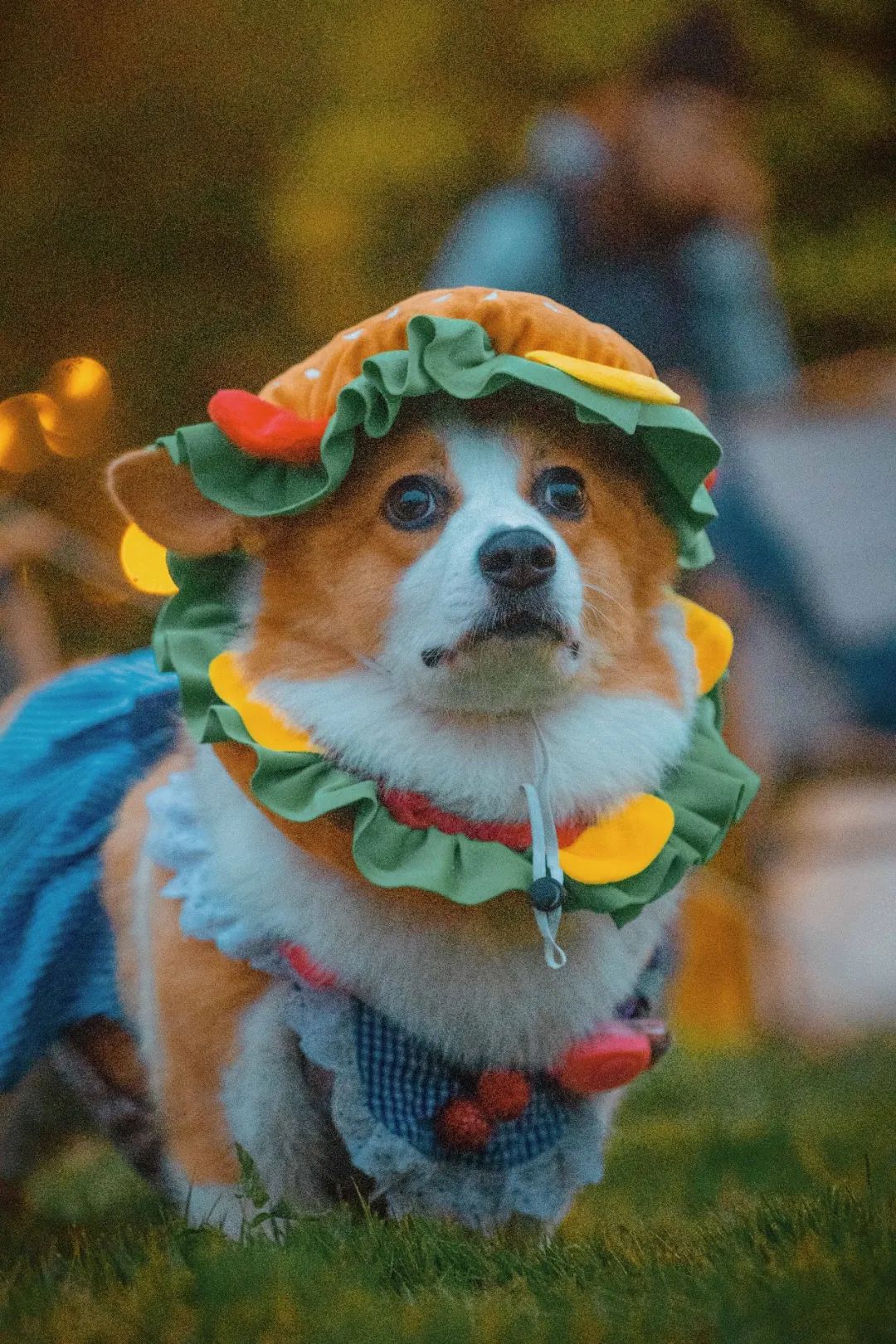 萌宠万圣狂欢夜,萌宠露营云龙区