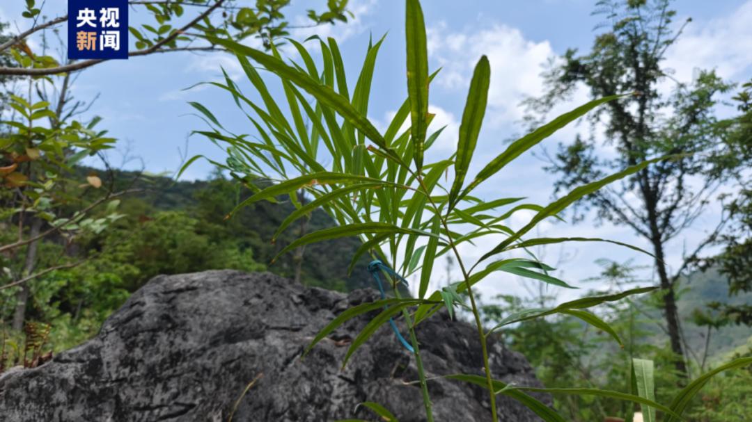 辟谣花30万梅西会来敬酒,花30万可让梅西敬酒是假的