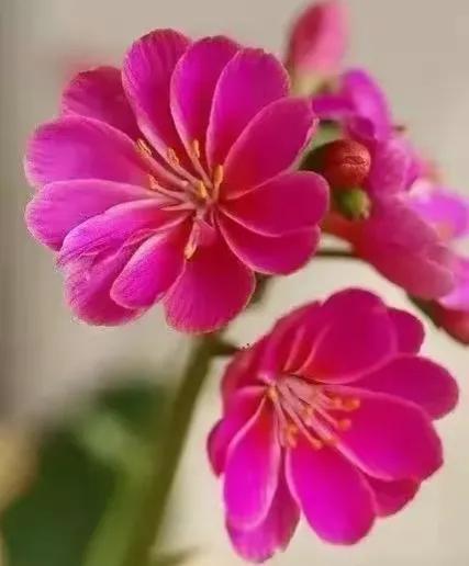 2023高考押题预测卷,2020高考押题卷范文