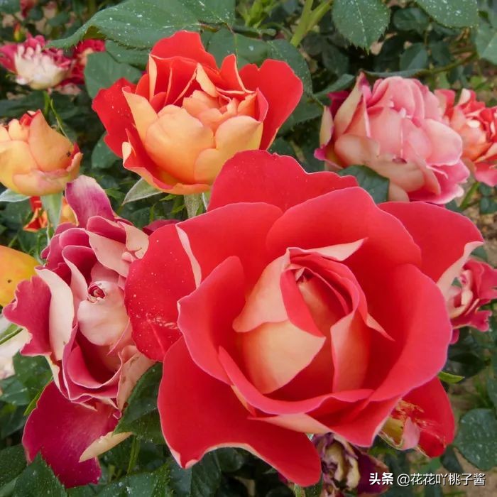 2019月季新品种金奖,超新品月季有哪些品种