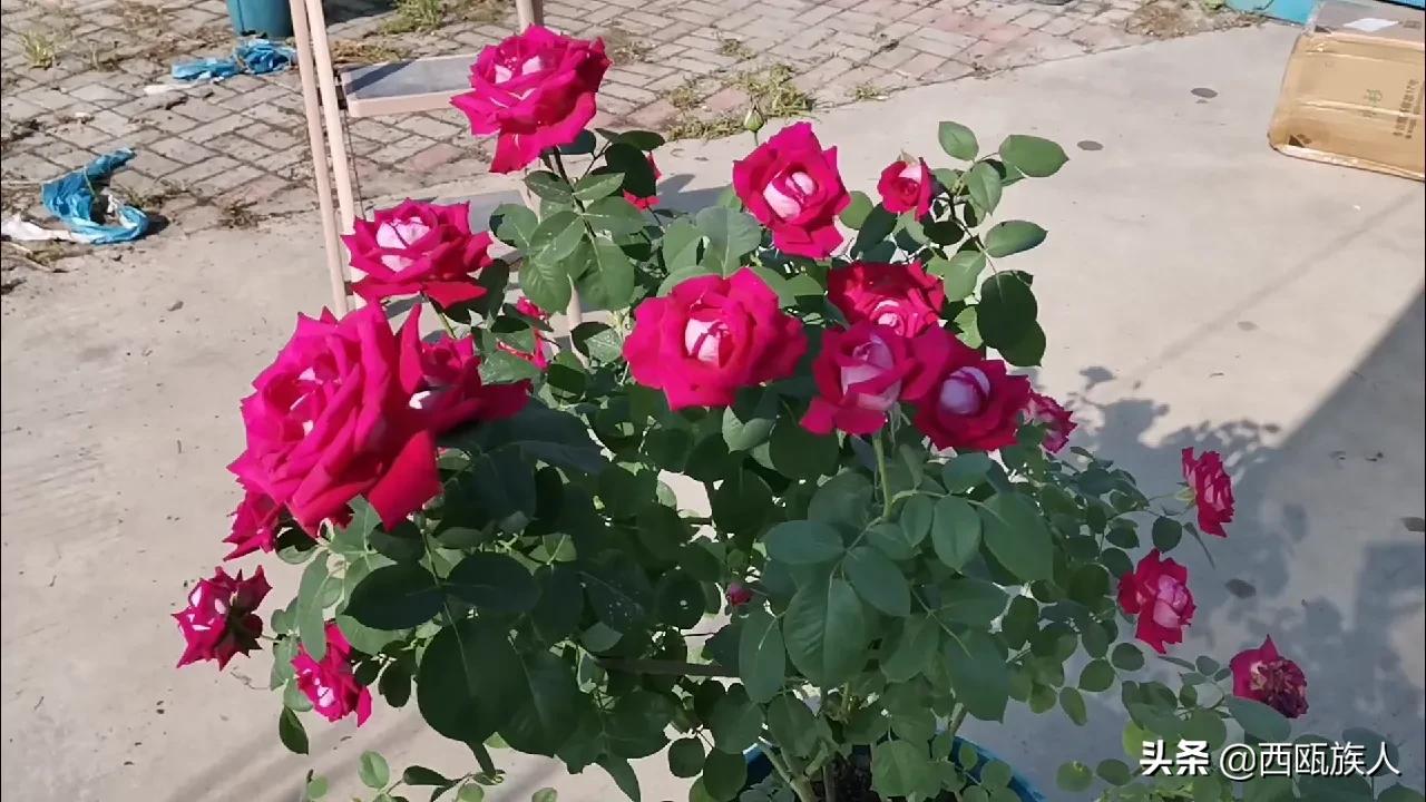 月季花最佳观赏时间,月季花鲜切花养护方法