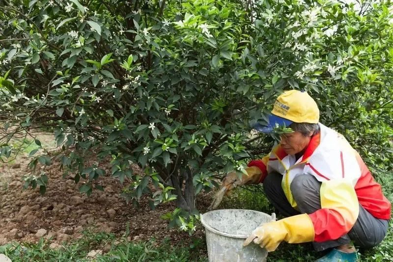 泓达堂新会陈皮茶叶公司,泓达堂新会陈皮官网联系电话