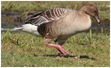 鸟类在分类学中统称为什么,鸟纲分类总表