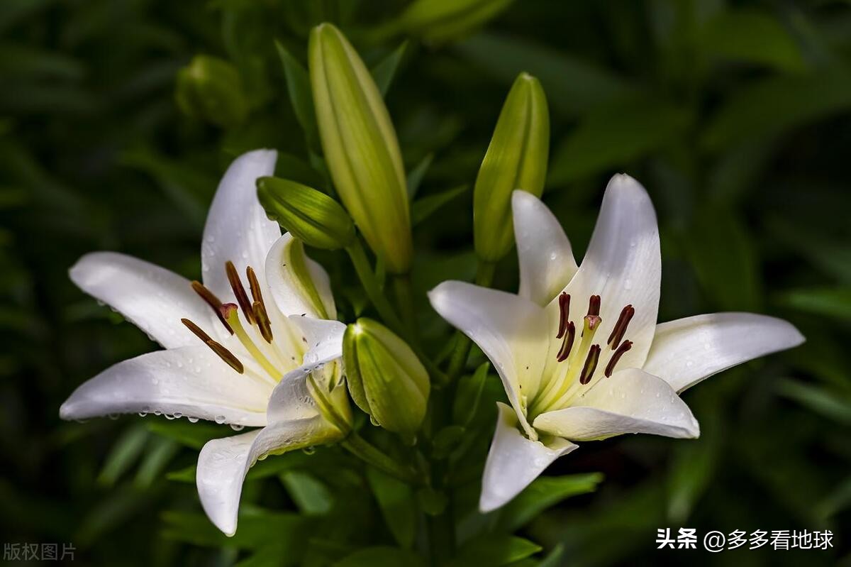 鎺㈣浜氭床鑺遍兘鏄嗘槑鏂楀崡椴滆姳灏忛晣,椴滆姳灏忛晣涔嬫梾