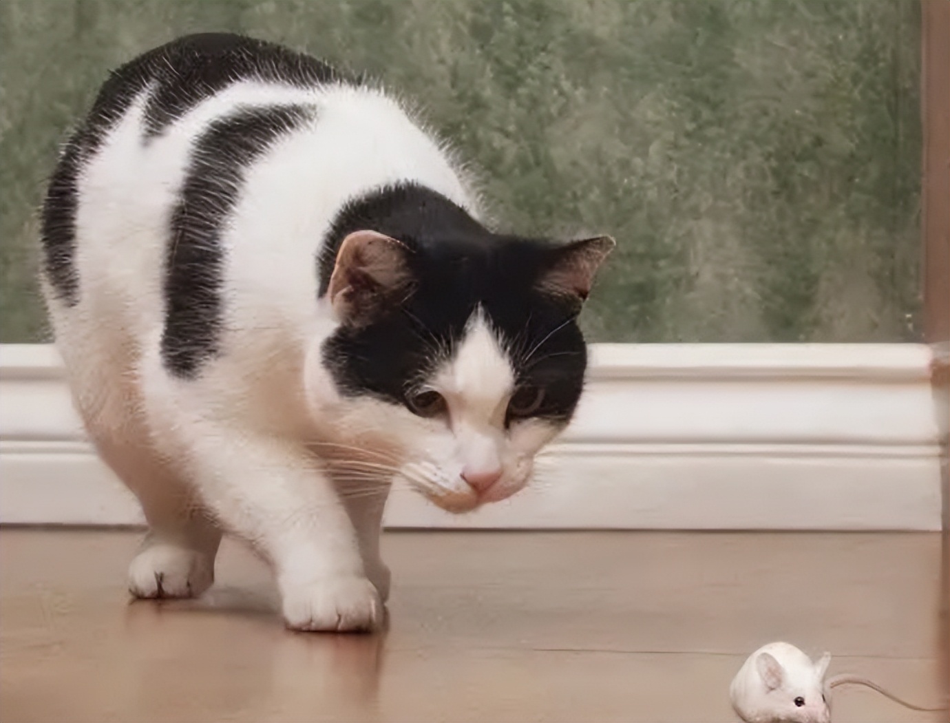 猫界中什么猫最聪明,猫界中谁的性格最好