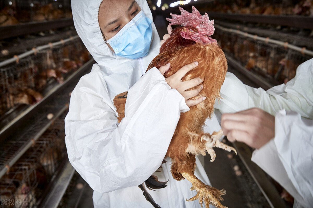 山沟沟里的养鸡场，如何帮中国人实现“吃鸡自由”？