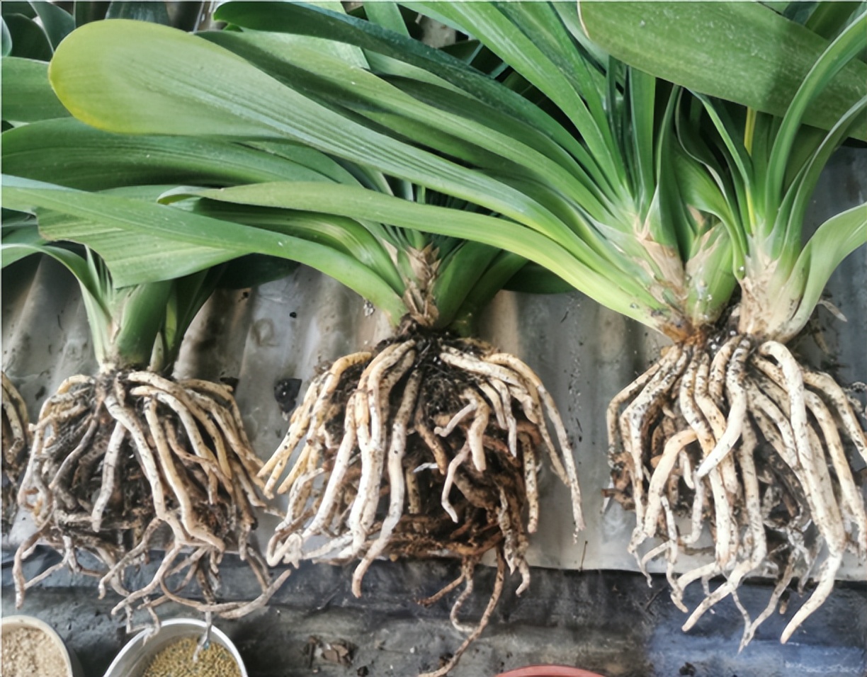 网上买的花种子靠谱么,网上买的花种子假的