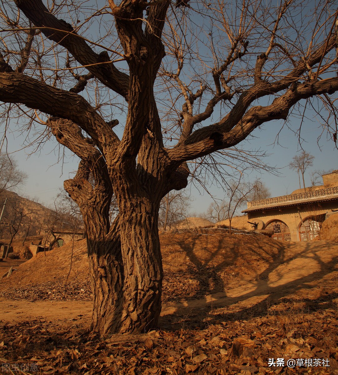 知青再回乡忆当年视频,回首当年知青下乡岁月