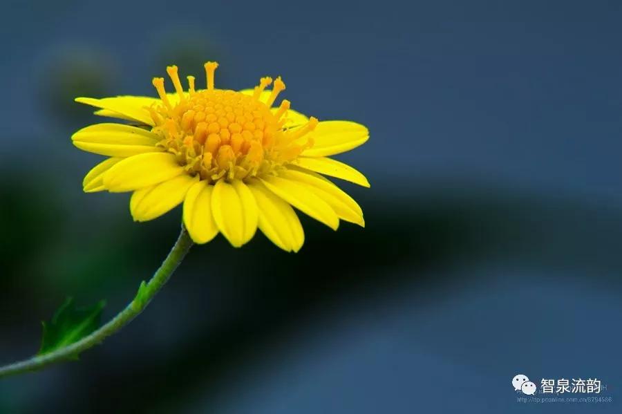 郭进栓汝州,郭进栓