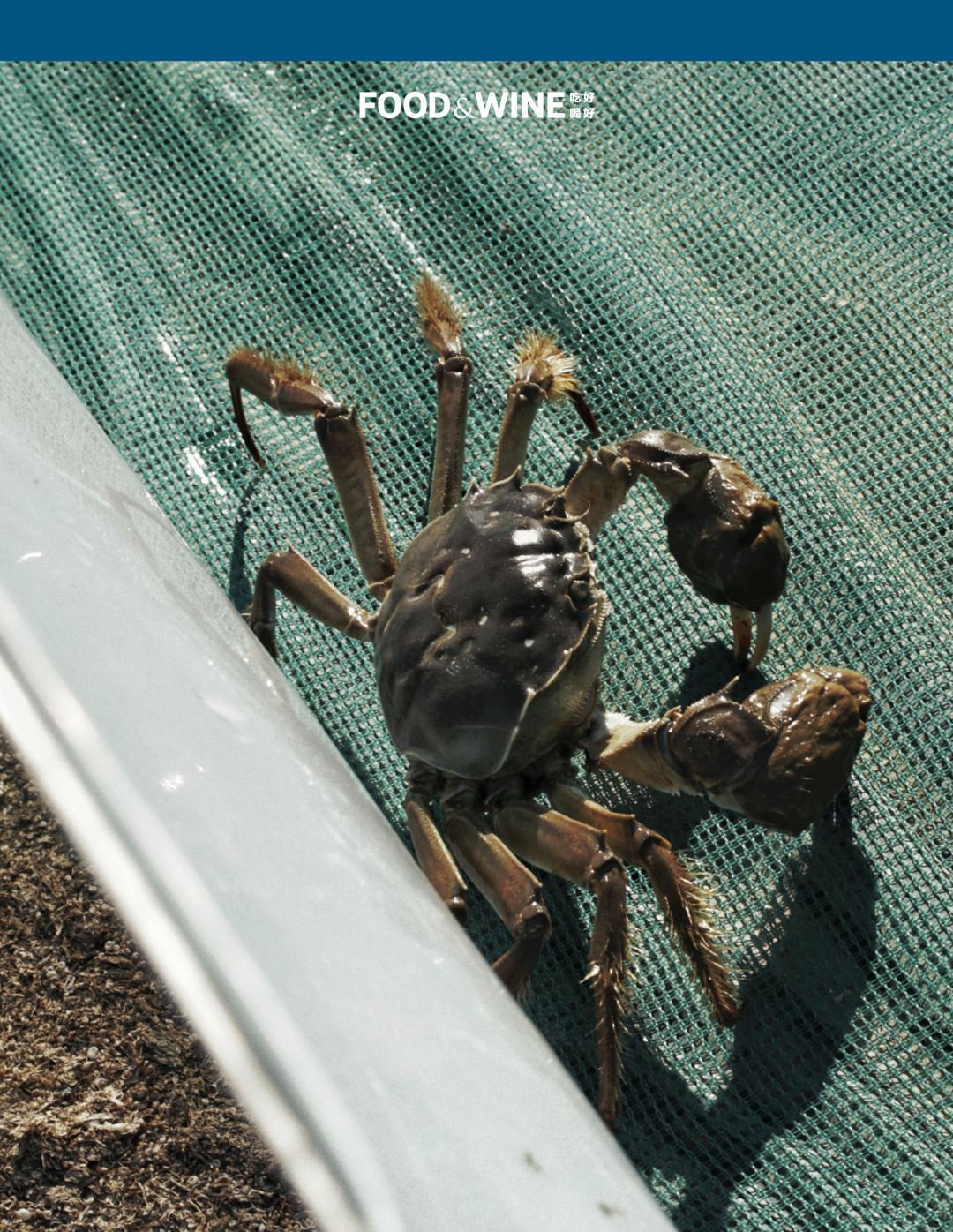 高邮湖的螃蟹怎么样,高邮湖螃蟹多少钱一斤