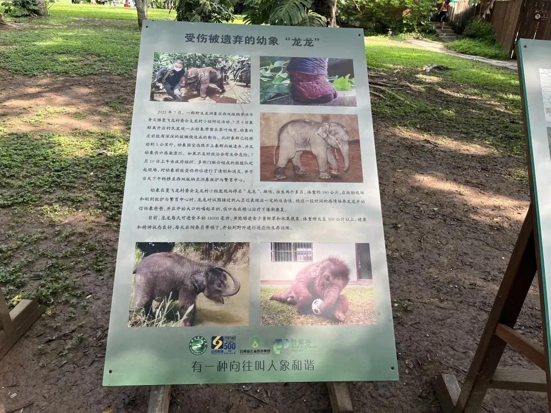 野象谷：给大象拴铁链子，好比人类遛狗的时候拴狗绳