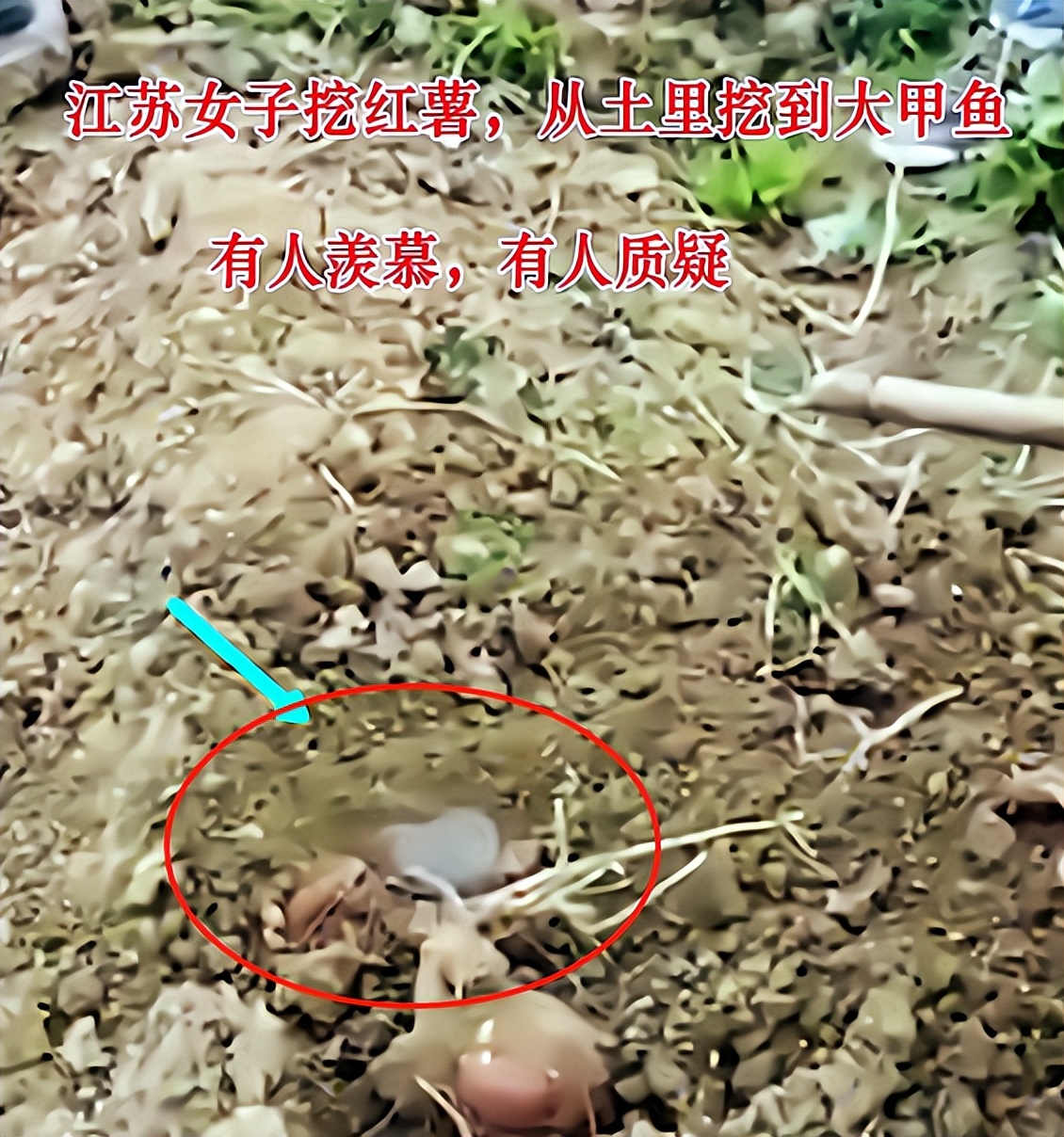 在田里挖到一只甲鱼能吃吗,土里挖出的甲鱼能吃吗