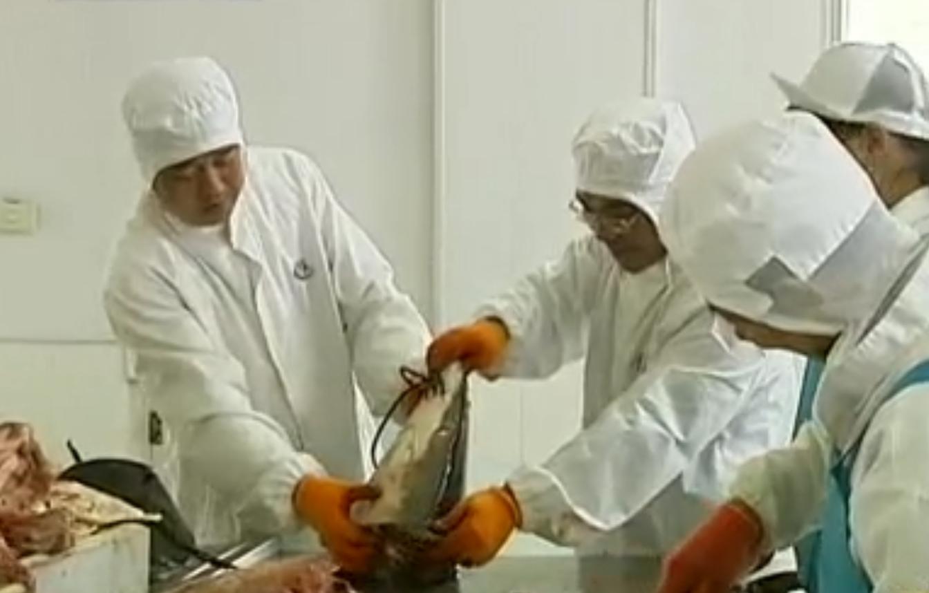 中国“鲨鱼村”的聪明商人：加工迷你“小鲨鱼”，年入3000万