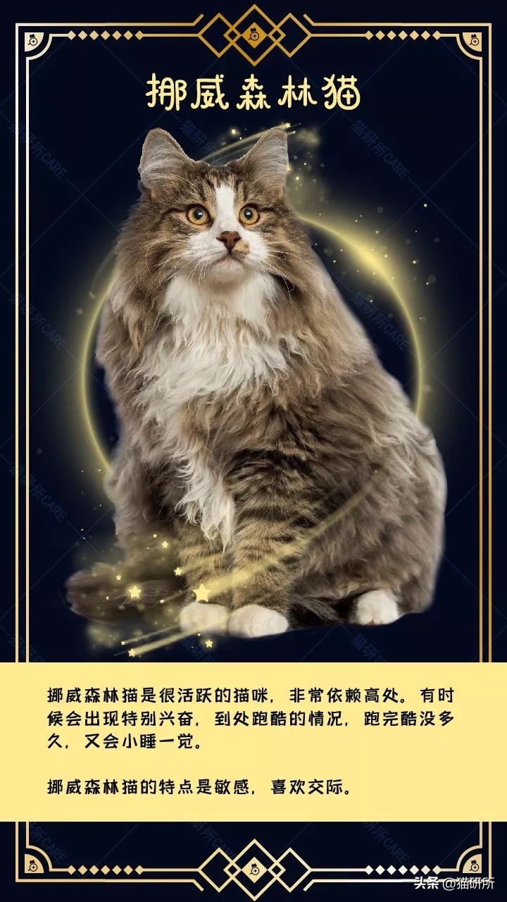 暹罗母猫和英短会生什么样的小猫,英短和暹罗配出来的猫大了什么样