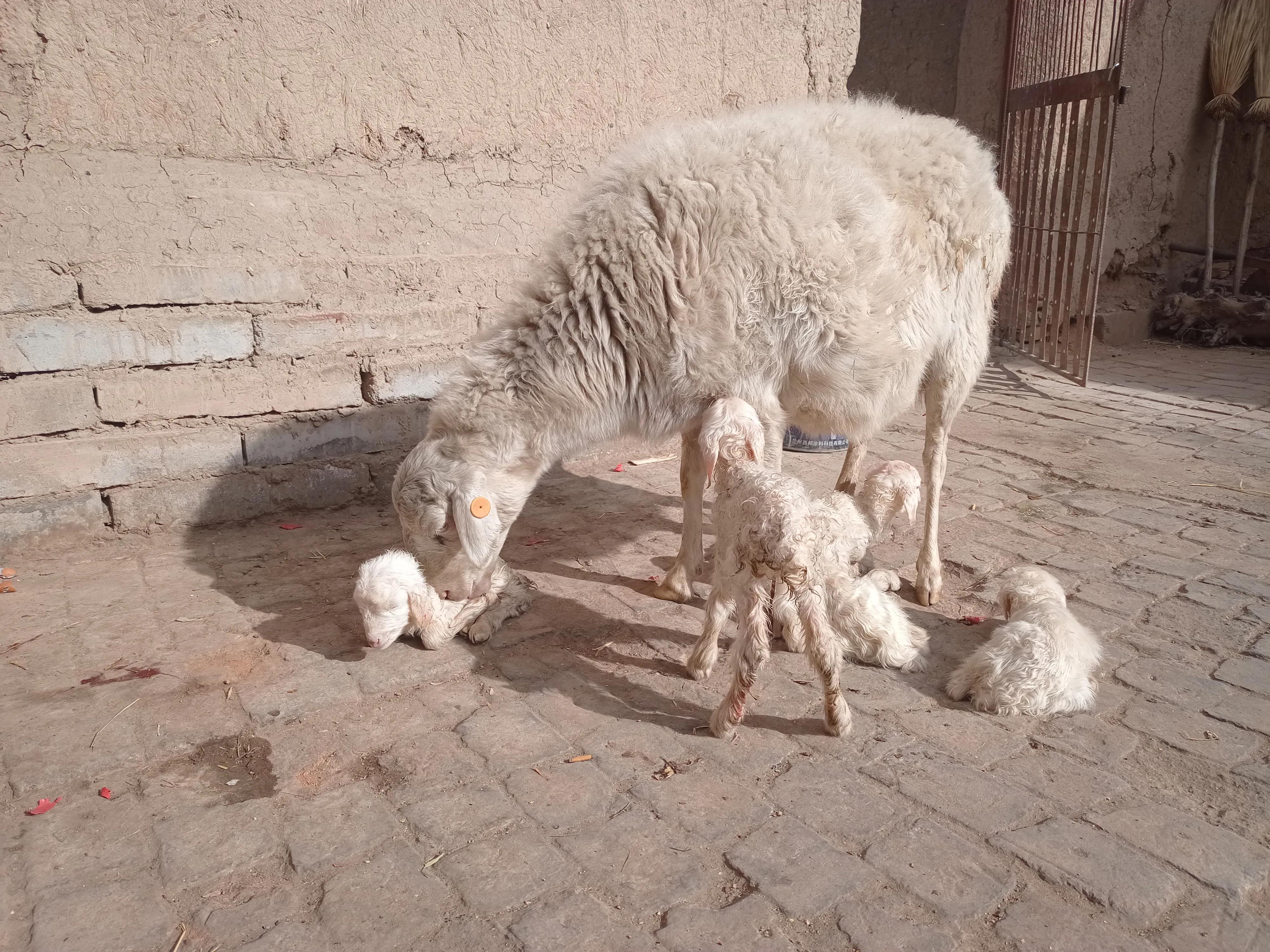 失奶羔羊如何喂养,羔羊没奶怎么养