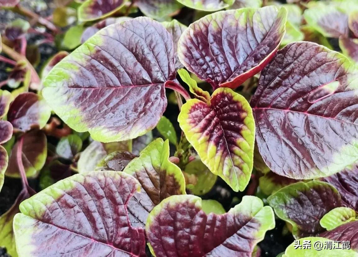 苋菜容易坏吗,苋菜为什么坏了有虫子