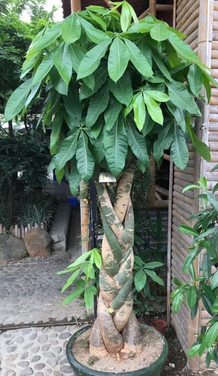 想要发财树树干粗壮应该怎样修剪,发财树怎么养根长得快