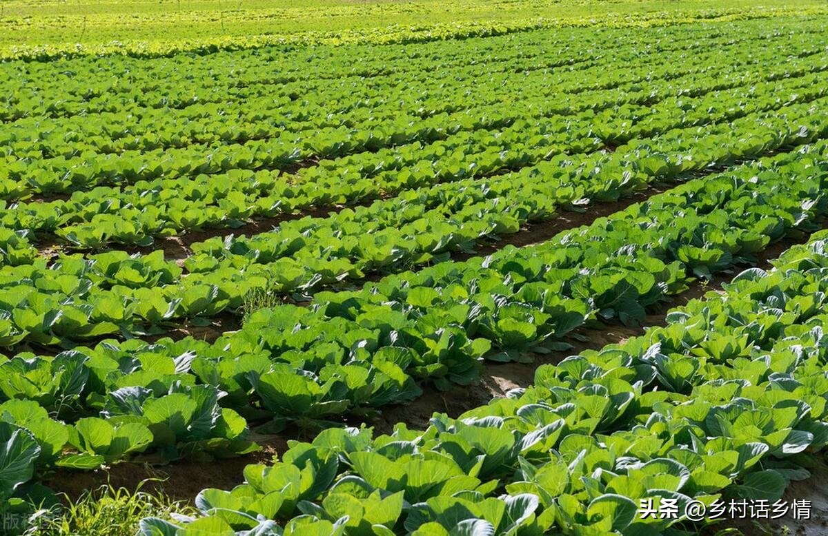 怎么治白菜黄叶和烂根,白菜烂根的偏方
