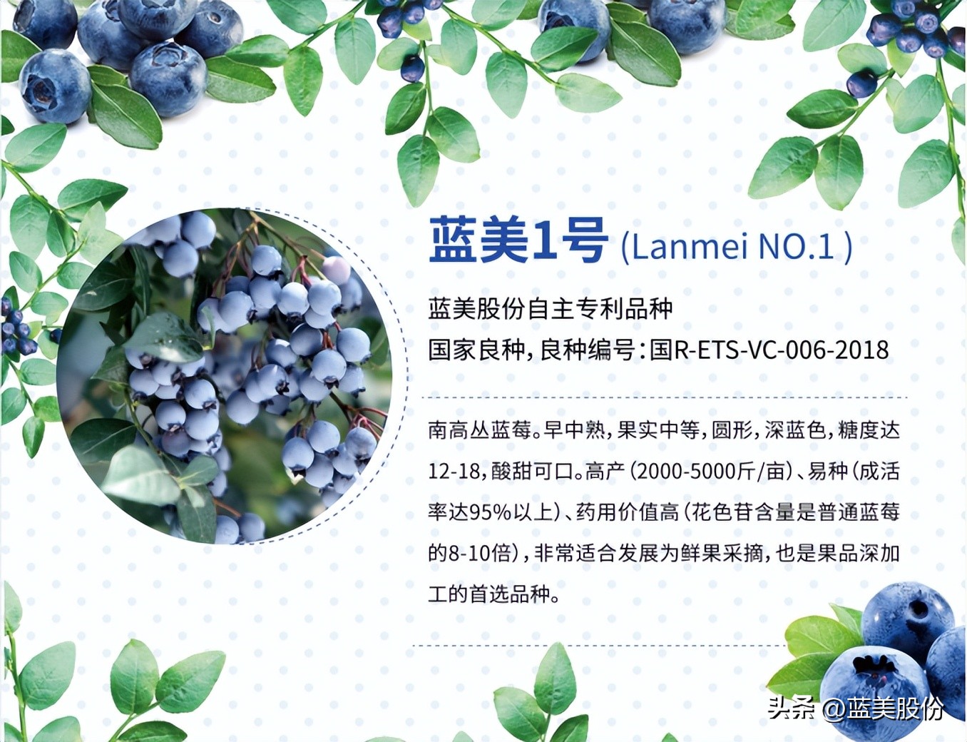 水果蓝莓的营养成分有哪些,蓝莓的作用与功效血糖高吃蓝莓